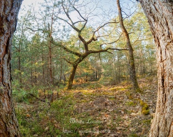 Impression d'art, photographie imprimée de paysage et d'arbre dans la forêt de Fontainebleau, sur papier photo pro brillant,  Art mural