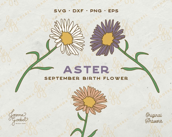 Aster Flower SVG Bundle, September Birth Flower, Floral Decal (Digital Download)