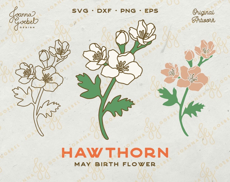 May include: A digital illustration of a Hawthorn flower, the May birth flower. The image shows three variations of the flower, one in white, one in pink, and one in a line art style.