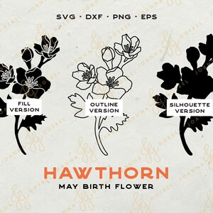May include: Three black and white illustrations of a hawthorn flower. The first image is a filled version, the second is an outline version, and the third is a silhouette version. The text "Hawthorn May Birth Flower" is below the images.