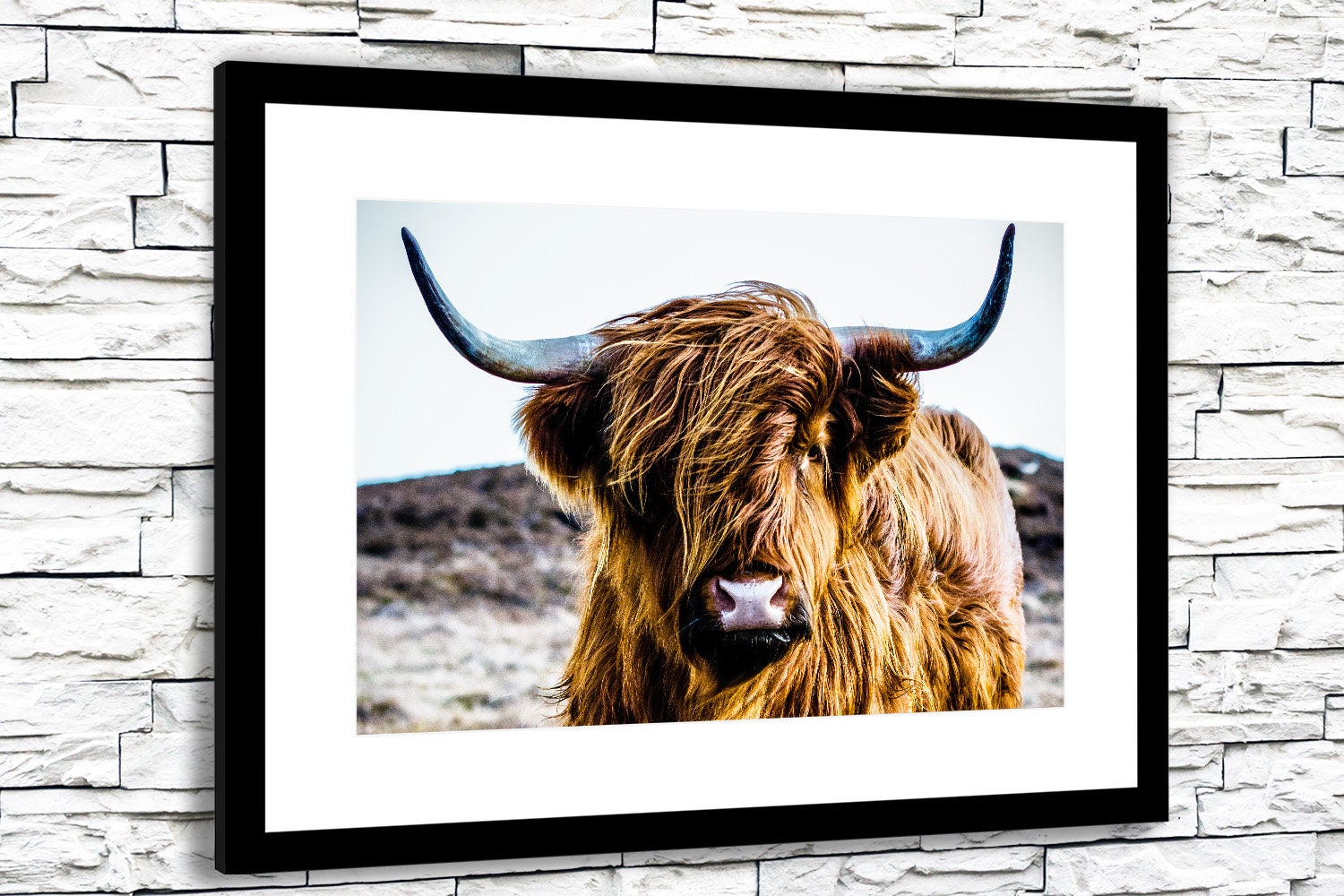 Highland Cow Framed Photo Print Etsy