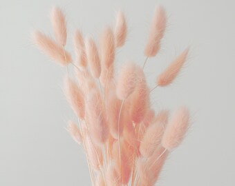 Bunny Tails - Pink - Pakiet 40 | Naturalne suszone trawy Lagurus, Boho dekoracje ślubne, bukiet ślubny, Boho dekoracje, Kanada