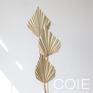 Dried Mini Palm Leaves - Bundle of 3 | Dried Palm Spears, Arrowhead Palm, Palm Leaf