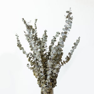 Dried Baby Eucalyptus Bundle - Olive - Large Bunch | Dried Flowers, Eucalyptus Shower, Real Baby Blue