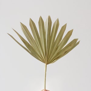 Dried Fan Palm Leaves - Bundle of 3 | Dried Sun Palm Spears, Palm Leaf, Home Decor, Dried Flowers