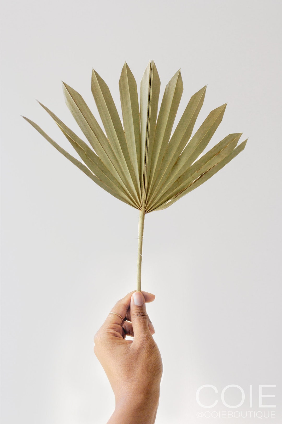 Dried Fan Palm Leaves Bundle of 3 Dried Sun Palm Spears Etsy
