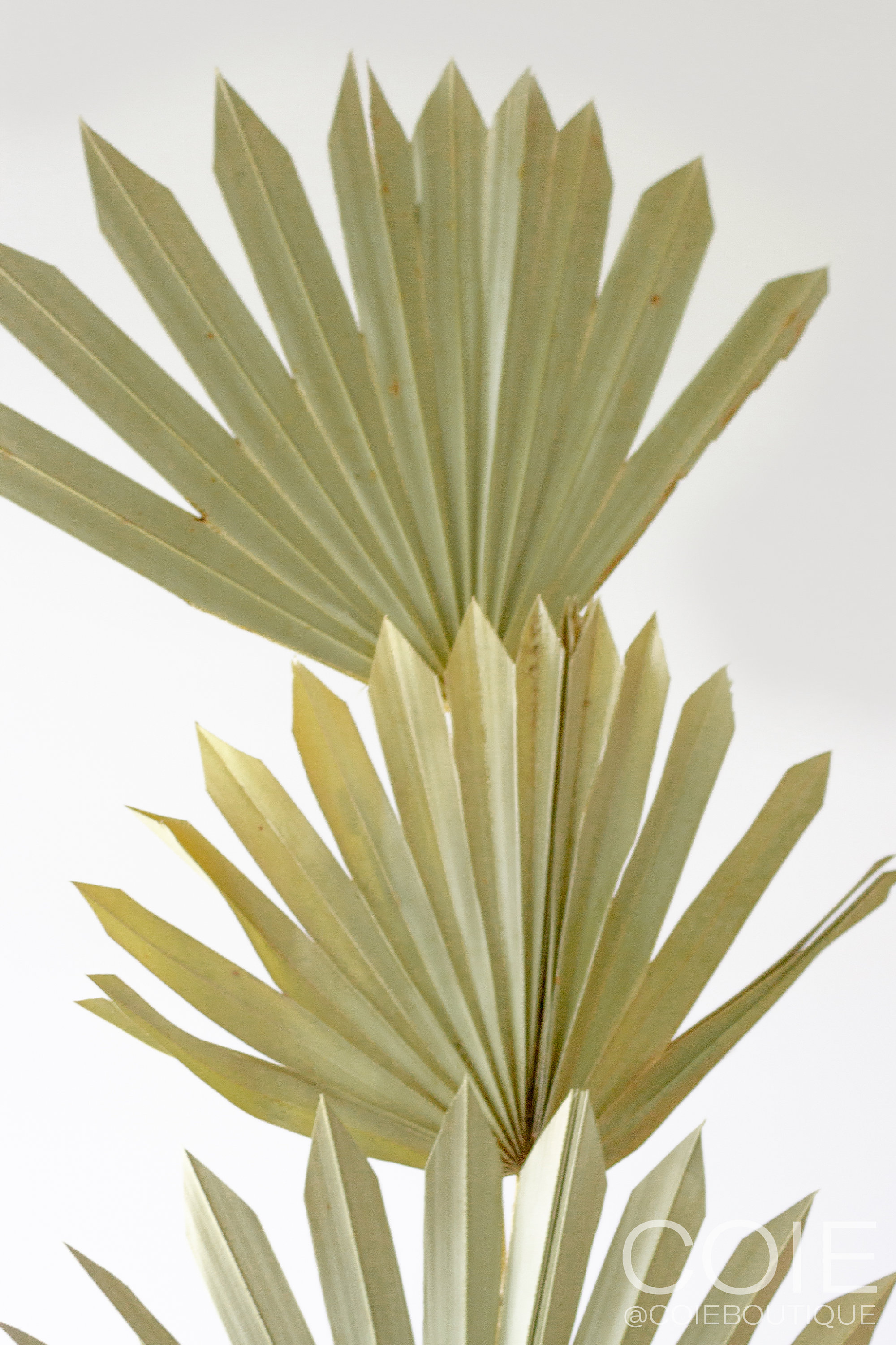 Dried Fan Palm Leaves Bundle of 3 Dried Sun Palm Spears Etsy