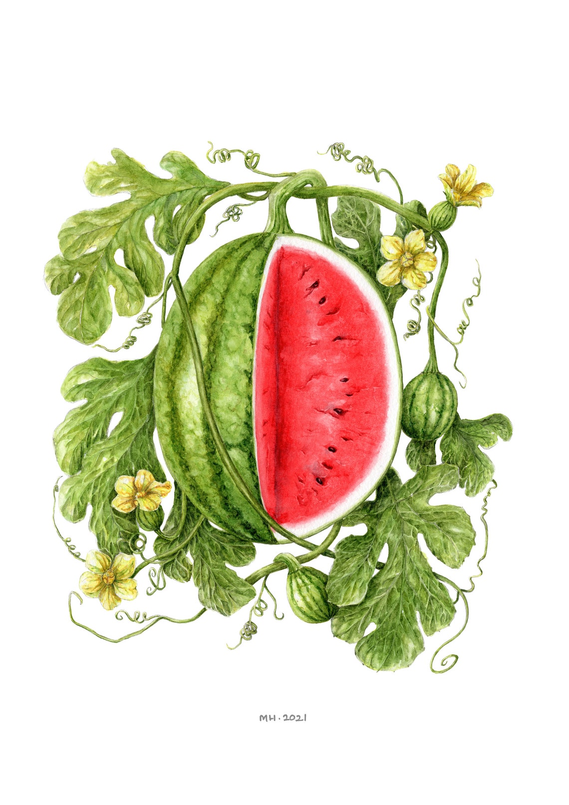 Botanical Art Watermelon Giclee Print Etsy