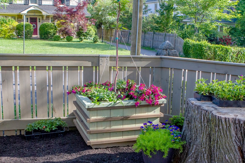 Sweet Tree Box MAKERS GUIDE Make A Colorful Bottomless Raised Bed For Ornamental Trees image 1