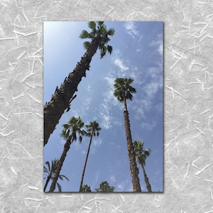 Jardin Majorelle 5 Palm Trees Marrakesh