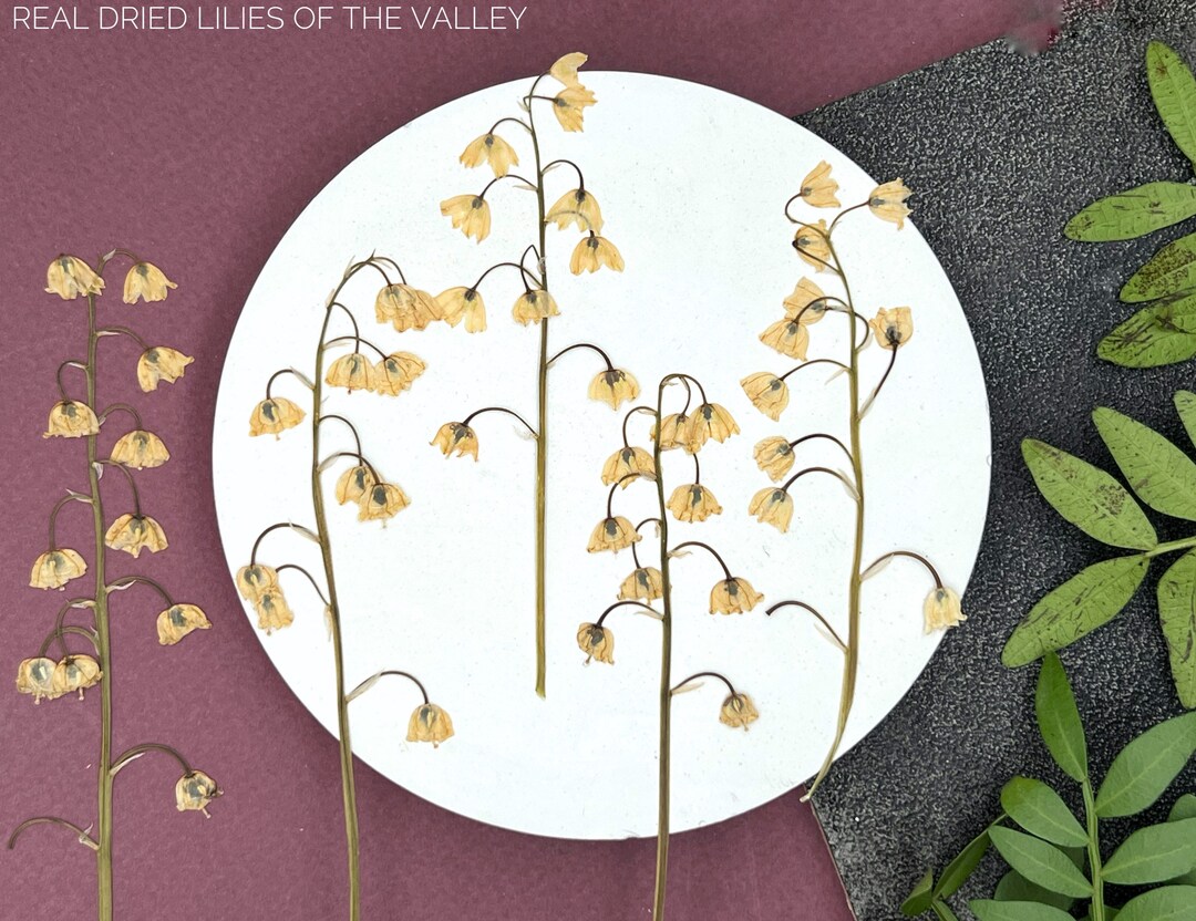 Lilies of the Valley Pressed Flowers Dried Flowers Pressed Etsy UK