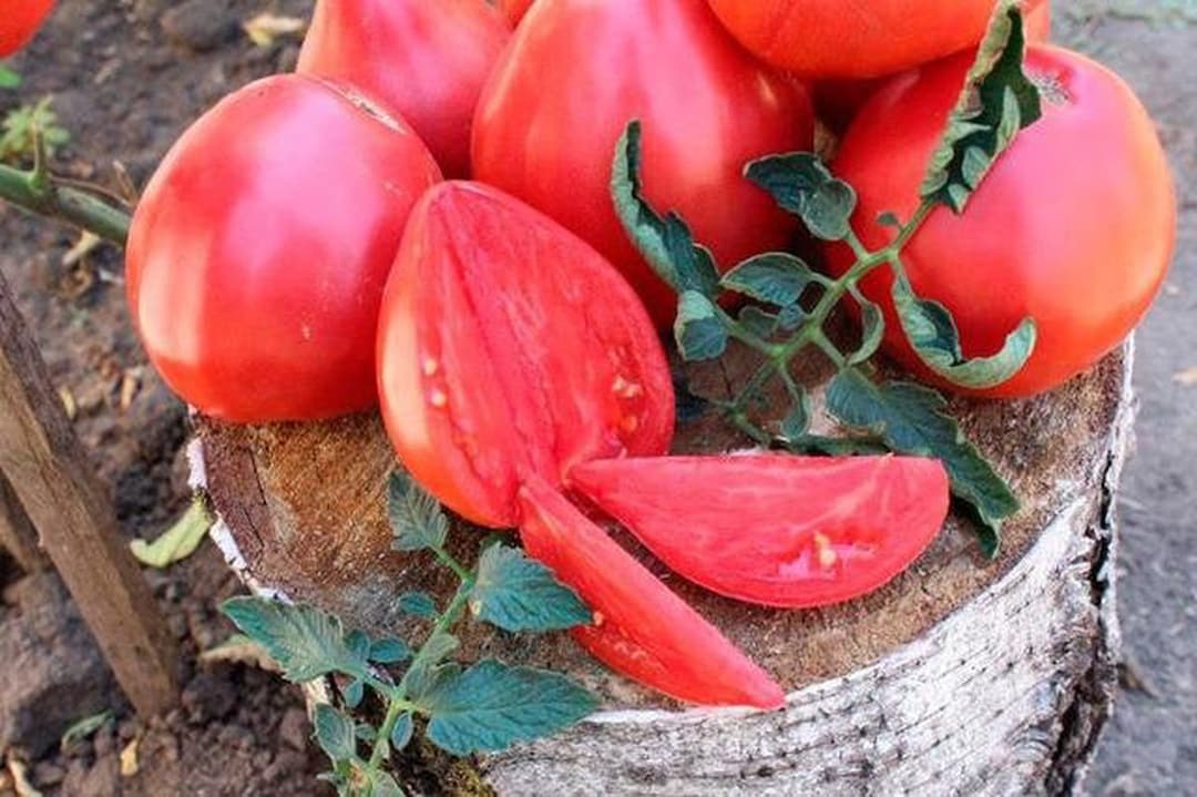 Rare Original Vegetable Seeds Tomato budenovka Pink Tall. Heirloom