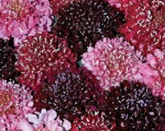 Semi da sposa in lutto viola 30+ puntaspilli//Scabiosa Atropurpurea I migliori semi facili da coltivare La migliore qualità e cura per il giardino di casa