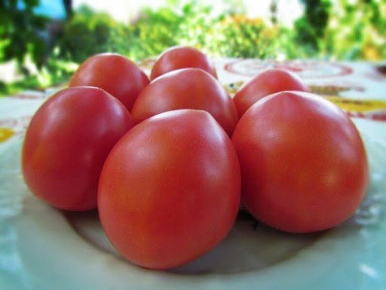 Rare Original Vegetable Seeds Tomato budenovka Pink Tall. Heirloom