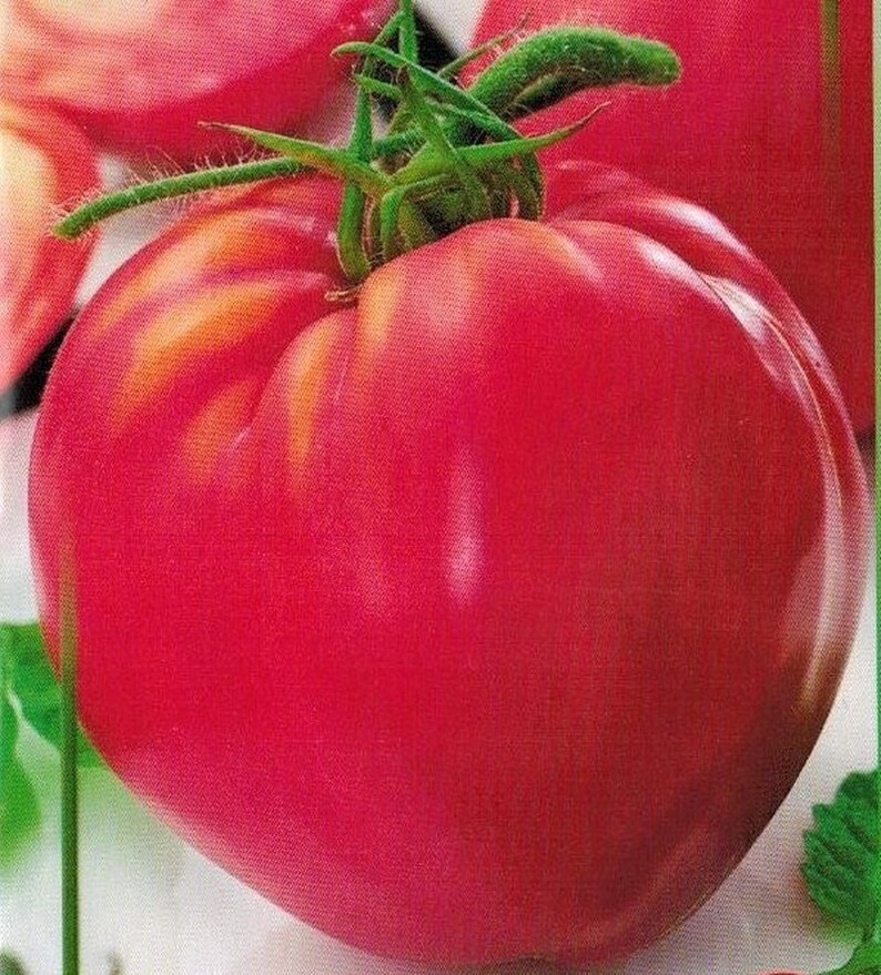 Rare Original Vegetable Seeds Tomato budenovka Pink Tall. Heirloom