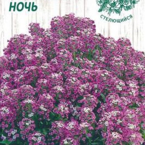 Biologische Bloem Alyssum "Oriental Night" (Lobularia maritima) Naturel 200 Zaden