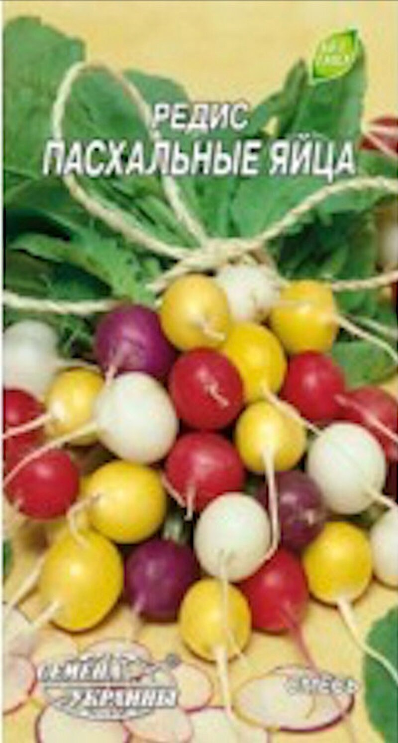 Raphanus sativus 250 Seeds Rare Organic Vegetable Radish Seeds "Easter Eggs" Raphanus sativus 250 Seeds Rare Organic Vegetable Radish Seeds "Easter Eggs"