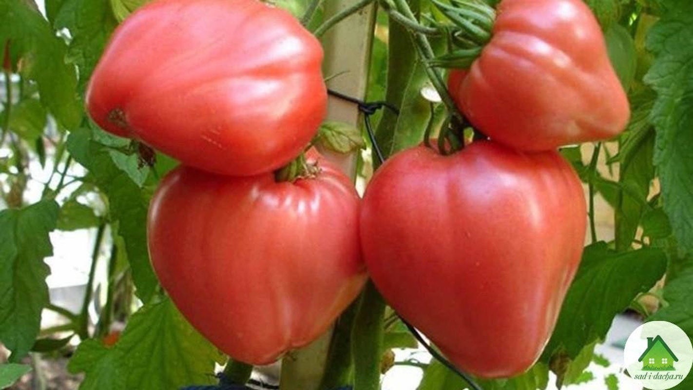 Rare Original Vegetable Seeds Tomato budenovka Pink Tall. Heirloom