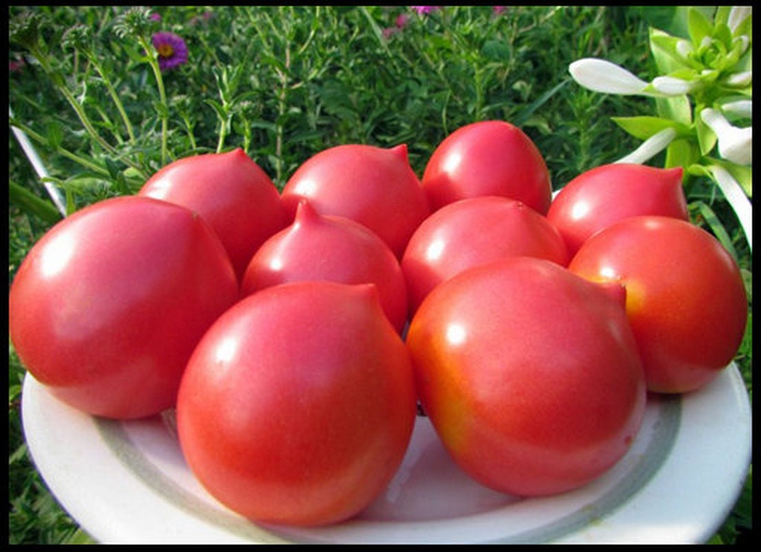 Rare Original Vegetable Seeds Tomato budenovka Pink Tall. Heirloom