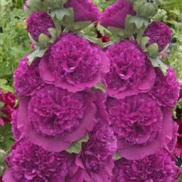 Purple Flower Seeds Etsy