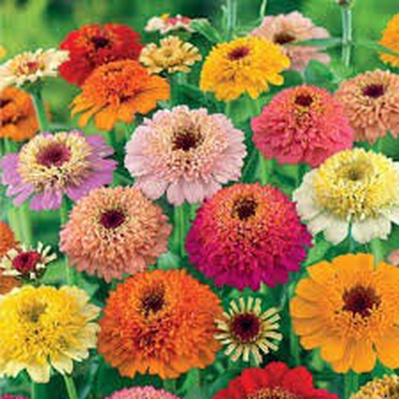 Rare Original Seeds Flower Zinnia Elegans scabiosa - Etsy UK