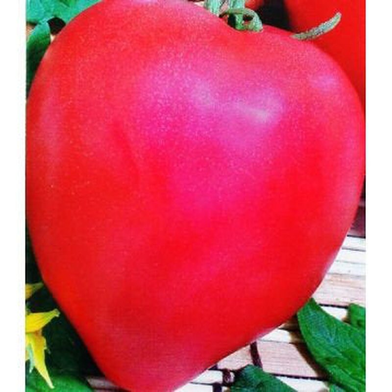 Rare Original Vegetable Seeds Tomato budenovka Pink Tall. Heirloom