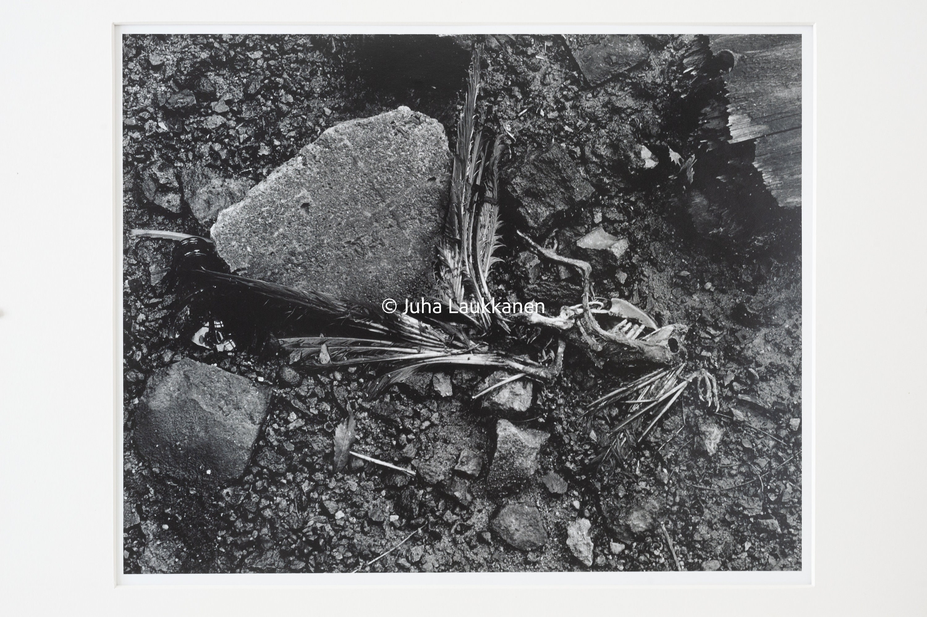 Selenium toned silver gelatin print no. 7 Etsy