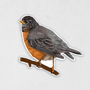May include: A robin perched on a branch with a gray and black back, orange breast, and a small, pointed beak.