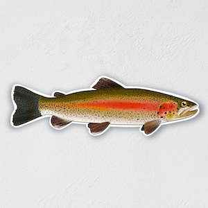 Large Rainbow Trout Sticker | Waterproof Sticker | River Trout | Fish Sticker | Laptop Sticker | Outdoorsy Birthday Gift | Teacher Gift |