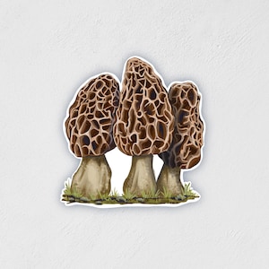 May include: A sticker featuring three morel mushrooms. The mushrooms have a brown, honeycomb-like cap and a beige stem. They are set against a white background with a small patch of green grass at the base.