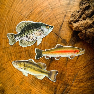 Lake and River Fish Sticker Pack | 3 for Ten Dollars | Crappie, Bass, Trout | Waterproof Decal | Lake Stickers | Laptop Stickers |