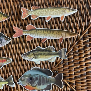 May include: A collection of five different fish illustrations, including a largemouth bass, a crappie, a pike, and two different types of pickerel. The illustrations are printed on a brown wicker background.