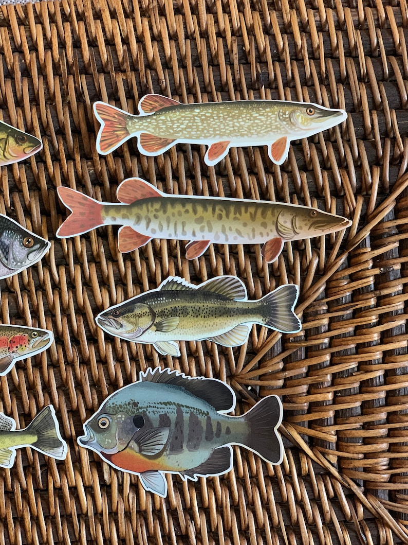 May include: A collection of five different fish illustrations, including a largemouth bass, a crappie, a pike, and two different types of pickerel. The illustrations are printed on a brown wicker background.