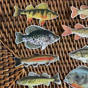 May include: A set of colorful fish stickers featuring a variety of species, including a yellow and black striped bass, a black and white crappie, a rainbow trout, a green walleye, and a blue and green sunfish. The stickers are on a woven wicker background.