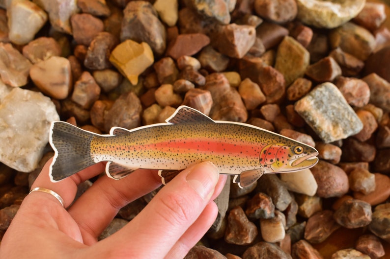 Fishing Sticker – Mountain Trout Scene – Waterproof Vinyl – Sticker Dynasty – Buy 4 For $1.75 Each