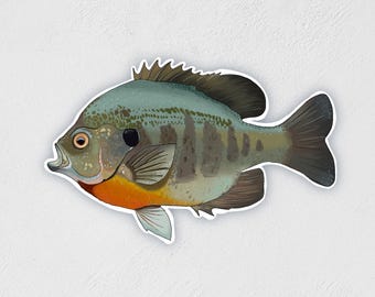 Sunfish Sticker: Hand-Drawn Waterproof Fishing Decal