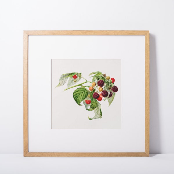Vintage Fruit Prints, Printable Kitchen Art, Watercolor Fruit, Watercolor Berry, Instant Download, Botanical Print, Farm House