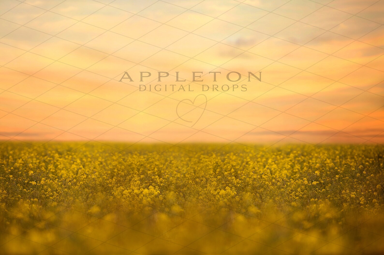 Flower Field Digital Background/backdrop Composite Etsy