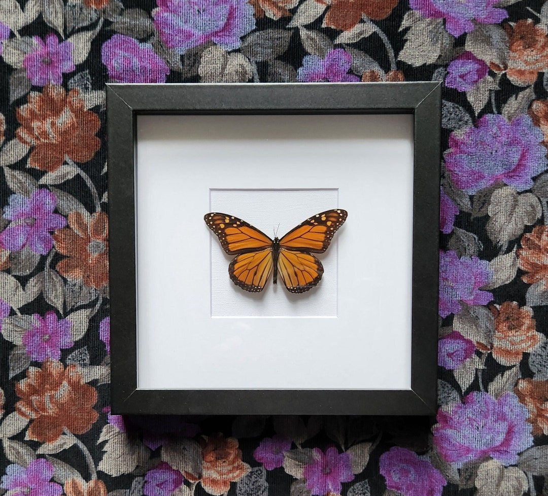 Monarch Butterfly // Taxidermy // 8x8 Shadow Box // Butterfly Art