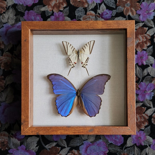 Blue Morpho and Zebra Swallowtail Pair // Morpho Didius // Swallowtail Butterfly Art // Butterfly Taxidermy // 9x9 Shadow Box