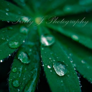 May include: Close-up of a green leaf with water droplets. The leaf has a textured surface and is a vibrant green color. The water droplets are clear and reflect light. The image has the text "Trilly J Photography".