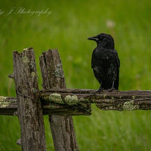 May include: A black crow perched on a weathered wooden fence, set against a blurred green background. The fence is made of rough-hewn wood with patches of moss. The image is a nature photograph.