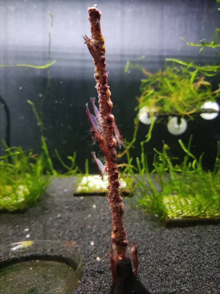 Shrimp Lollies Food Beets - Organic - Red Cherry-Fishtank