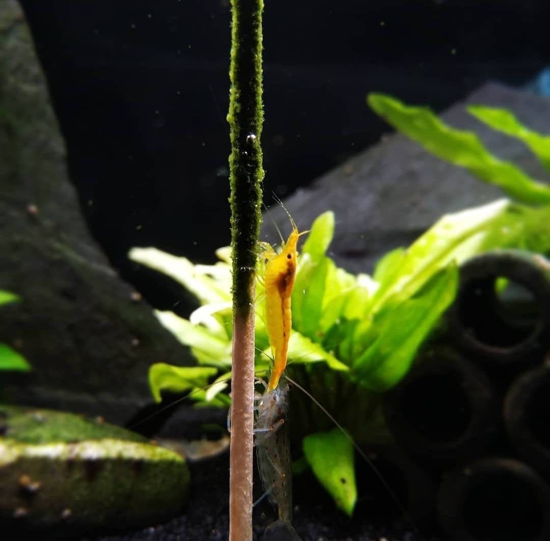 Shrimp Lollies Food Nettle - Organic Food-Fishtank-Red Cherry - Alive Shrimps-Neocaridina