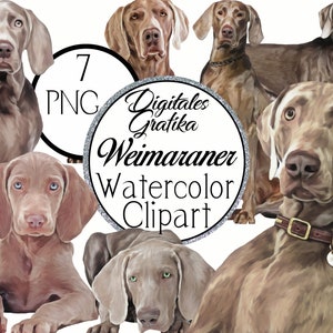 WEIMARANER AQUARELL CLIPART, Hund Clip Art, Tier Clip Art, kommerzielle Clipart, Aquarell Haustiere, große Hunde
