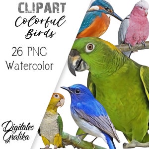 WATERCOLOR COLORFUL BIRDS Clip Art, Bird Clip Art, Watercolor Clip Art ...