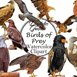 WATERCOLOR BIRDS OF Prey Clipart, Bird Clip Art, Animal Clip Art, Commercial Clipart, Watercolor Eagle, Vulture Illustration