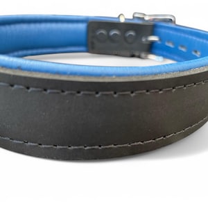 May include: Black leather dog collar with a blue leather trim and a silver buckle. The collar is stitched with a black thread.