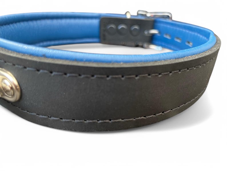 May include: Black leather dog collar with a blue leather trim and a silver buckle. The collar is stitched with a black thread.