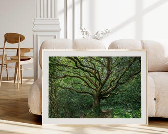 Photographie de forêt de chênes, impression de photographie de nature botanique (téléchargement numérique)